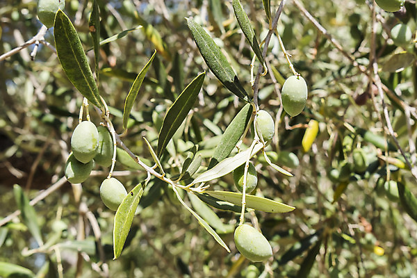 포토 JPG 해외이미지 나무 식물 계절 산업 음식 잎 농업 다이어트 채소 과일 재료 자연 건강 요리 사람없음 야외 초록색 농작물 농장 맑음 샐러드 수확 성장 나뭇가지 시골 신선 지중해 묘사 유기농 생태계 올리브 생물학 상록수 내추럴 바이오 밭일 채식주의자 해외202004 해외포토 웰빙 교육 열매 바다 컬러 날씨 채식 파일형식 이미지허브