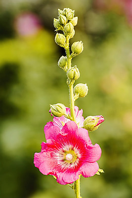 포토 JPG 해외이미지 나무 식물 꽃잎 꽃 분홍색 백그라운드 잎 꽃무늬 자연 사랑 미술 사람없음 야외 빨간색 여름 노란색 정원 보라색 벚꽃 흰색 신선 개화 꽃가루 내추럴 아욱 스타일 해외202004 해외포토 계절 감정 컬러 무늬 문화예술 가루 생태계 파일형식 이미지허브