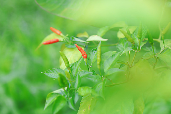 포토 JPG 해외이미지 식물 계절 음식 줄기 백그라운드 잎 밭 농업 채소 재료 자연 고추 건강 요리 사람없음 빨간색 초록색 농장 식사 수확 성장 벚꽃 신선 뜨거움 맛 먹기 향신료 유기농 매움 날것 레시피 후추 밭일 숙성 식용 채식주의자 해외202004 해외포토 웰빙 꽃 산업 컬러 컨셉 모션 생태계 채식 향미료 파일형식 이미지허브