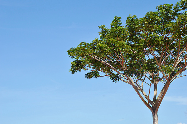 포토 JPG 해외이미지 나무 식물 1 계절 지구 백그라운드 잎 밭 농업 자연 하늘 풍경 사람없음 야외 목재 초록색 여름 파란색 햇빛 평화 환경 맑음 힘 봄 성장 나뭇가지 시골 고독 숲 큼 싱글 잡동사니 내추럴 생태학 옛날 수평선 해외202004 해외포토 교육 감정 산업 컬러 컨셉 재료 날씨 태양 크기 생태계 파일형식 이미지허브
