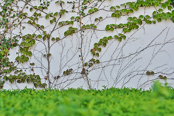 포토 JPG 해외이미지 식물 디자인 응시 공원 꽃 유럽 벽 백그라운드 잎 자연 바닥 주택 프레임 풍경 사람없음 야외 내부 건물 목재 장식 초록색 여름 파란색 금발 보라색 방 흰색 만족 질감 아이비 해외202004 해외포토 나무 헤어스타일 건축물 시선 계절 공공시설 감정 나라 컬러 재료 생태계 파일형식 이미지허브