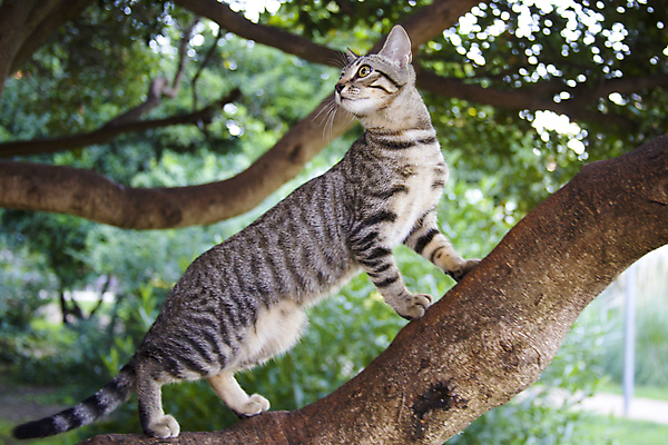포토 JPG 해외이미지 나무 동물 1 응시 얼굴 백그라운드 장난 포유류 모션 자연 놀이 수염 털 서기 사람없음 야외 초록색 반려동물 정원 고양이 줄무늬 나뭇가지 닫기 달콤 작음 사냥 얼룩무늬 솜털 해외202004 해외포토 식물 시선 컬러 무늬 신체부위 맛 크기 생태계 파일형식 이미지허브