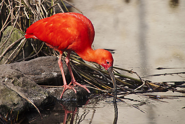 포토 JPG 해외이미지 동물 척추동물 1 공원 호수 야생동물 날개 자연 조류 생물 동물원 서기 사람없음 야외 옆모습 빨간색 물 컬러풀 머리 걷기 우주 미국 닫기 깃털 부리 슛 목 진홍색 남쪽 이국적 전국 해외202004 해외포토 자연요소 공공시설 뷰포인트 컬러 북아메리카 모션 신체부위 방향 생태계 파일형식 이미지허브
