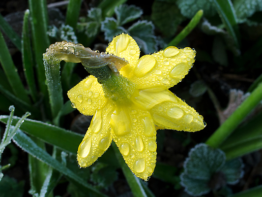 포토 JPG 해외이미지 계절 꽃잎 꽃 잎 겨울 자연 아침 사람없음 초록색 물 노란색 정원 봄 새벽 젖음 물방울 이슬 속도 수선화 해외202004 해외포토 주간 자연요소 식물 컬러 생태계 파일형식 이미지허브