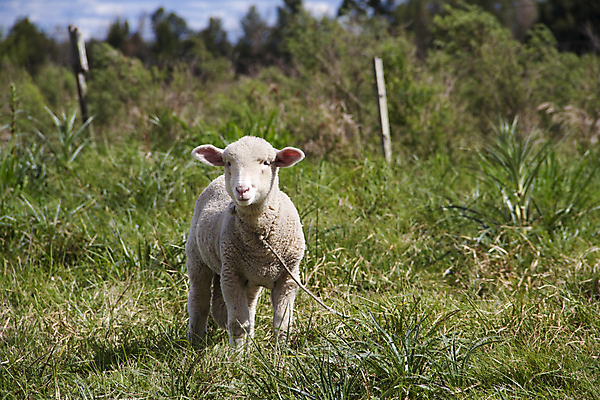 포토 JPG 해외이미지 주간 한마리 새끼 사람없음 야외 목장 양 방목 목줄 해외202004 해외포토 자연요소 동물 1 포유류 축산업 파일형식 반려용품 이미지허브