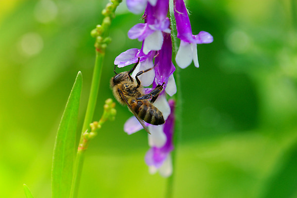 포토 JPG 해외이미지 식물 구름 계절 꽃 나비 꽃무늬 밭 자연 하늘 풍경 잔디 사람없음 야외 초록색 여름 파란색 햇빛 태양 농장 노란색 정원 맑음 봄 벚꽃 흰색 시골 신선 4월 5월 땅 허브 데이지 장면 개미 꿀 벌집 내추럴 캐모마일 평야 수평선 해외202004 해외포토 자연요소 컬러 곤충 무늬 농업 날씨 날짜 생태계 파일형식 이미지허브