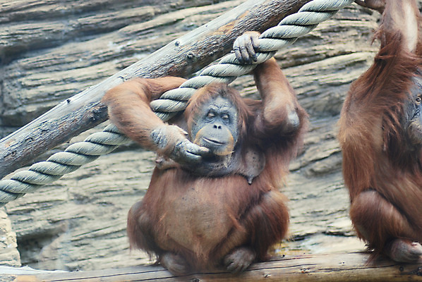 포토 JPG 해외이미지 동물 얼굴 야생동물 생각 오렌지 아프리카 동물원 사람없음 머리 원숭이 닫기 큼 리더 유인원 턱 혼자 해외202004 해외포토 나라 과일 포유류 모션 신체부위 크기 파일형식 이미지허브