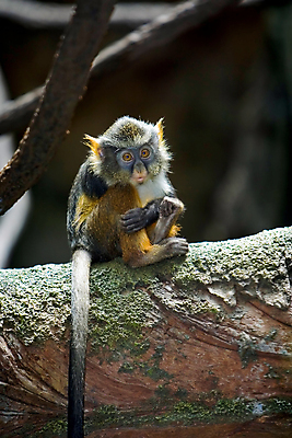 포토 JPG 해외이미지 나무 동물 야생동물 사람없음 슬픔 나뭇가지 원숭이 아기 고독 수줍음 유인원 늑대 혼자 해외202004 해외포토 식물 감정 포유류 사람 파일형식 이미지허브