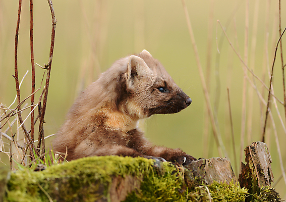 포토 JPG 해외이미지 나무 동물 유럽 선 포유류 독일 스웨덴 노르웨이 종류 이끼 사람없음 가로 빨간색 반려동물 노란색 가을 나뭇가지 소나무 달콤 균형 사냥 오르기 멸종 구성 스칸디나비아 목차 해외202004 해외포토 식물 계절 나라 컬러 모션 북유럽 맛 파일형식 이미지허브