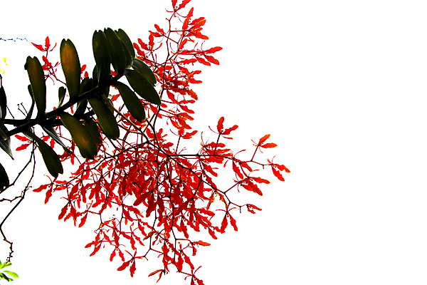 포토 JPG 해외이미지 식물 계절 꽃 분홍색 백그라운드 꽃무늬 일러스트 자연 수채화 사람없음 빨간색 여름 노란색 머리 정원 봄 벚꽃 흰색 신선 데이지 거베라 내추럴 고립 해외202004 해외포토 컬러 무늬 신체부위 생태계 파일형식 이미지허브