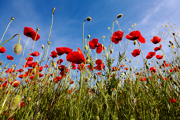 포토 JPG 해외이미지 식물 구름 계절 꽃잎 꽃 줄기 백그라운드 잎 꽃무늬 밭 농업 자연 하늘 풍경 사람없음 야외 빨간색 초록색 여름 파란색 태양 농장 환경 정원 맑음 보라색 봄 벚꽃 시골 신선 땅 허브 원예 양귀비 평야 해외202004 해외포토 자연요소 산업 컬러 무늬 날씨 취미 생태계 파일형식 이미지허브