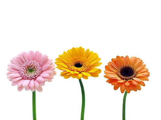 포토 JPG 해외이미지 식물 꽃 줄기 분홍색 백그라운드 오렌지 발렌타인데이 선물 사람없음 초록색 여름 컬러풀 노란색 봄 벚꽃 흰색 신선 개화 닫기 큼 묘사 원예 데이지 꽃가루 거베라 고립 넘어짐 해외202004 해외포토 계절 컬러 과일 모션 데이이벤트 취미 크기 가루 파일형식 이미지허브