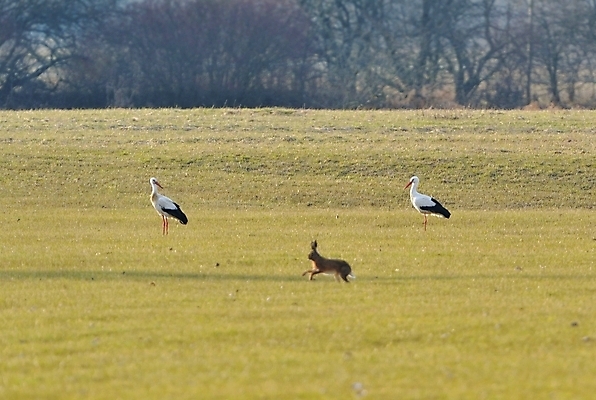 포토 JPG 해외이미지 동물 자연 조류 부활절 사람없음 초록색 태양 검은색 봄 흰색 토끼 저녁 황새 해외202004 해외포토 자연요소 계절 기념일 컬러 포유류 반려동물 야간 생태계 파일형식 이미지허브