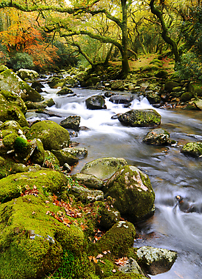 포토 JPG 해외이미지 나무 잎 오렌지 자연 이끼 풍경 사람없음 야외 빨간색 초록색 물 빛 강 달리기 햇빛 태양 안개 광선 가을 나뭇가지 개울 숲 신비 암초 마법 느림 다트무어 해외202004 해외포토 자연요소 식물 계절 컬러 컨셉 과일 모션 날씨 생태계 파일형식 이미지허브