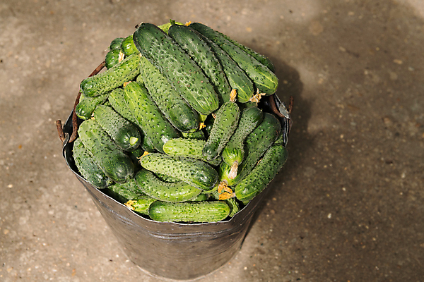 포토 JPG 해외이미지 식물 계절 음식 잎 농업 다이어트 채소 과일 재료 자연 오이 건강 사람없음 야외 초록색 농장 바구니 정원 식사 수확 성장 시골 신선 그룹 시장 선택 먹기 양동이 오브젝트 에코 유기농 생태계 원예 날것 내추럴 땅바닥 밭일 생태학 숙성 옛날 온실 채식주의자 핸드메이드 많음 해외202004 해외포토 웰빙 교육 산업 컬러 컨셉 모션 바닥 취미 환경 채식 파일형식 이미지허브