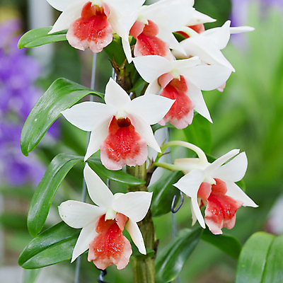 포토 JPG 해외이미지 식물 1 기념일 꽃잎 꽃 줄기 꽃다발 결혼 백그라운드 꽃무늬 오렌지 자연 선물 사람없음 장식 빨간색 초록색 노란색 머리 봄 벚꽃 흰색 나뭇가지 난초 우아함 닫기 자르기 수집 싱글 심플 호접란 여왕 고립 이국적 해외202004 해외포토 나무 계절 컬러 컨셉 무늬 과일 모션 이벤트 신체부위 생태계 파일형식 이미지허브