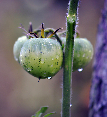포토 JPG 해외이미지 식물 계절 음식 줄기 잎 농업 토마토 채소 과일 재료 요리 사람없음 빨간색 초록색 농작물 농장 우주 정원 성장 나뭇가지 신선 달콤 맛 떨어짐 상품 큼 빗방울 묘사 싱글 유기농 원예 내추럴 밭일 숙성 영양분 영양소 채식주의자 해외202004 해외포토 나무 웰빙 산업 컬러 컨셉 취미 비_날씨 크기 채식 파일형식 이미지허브