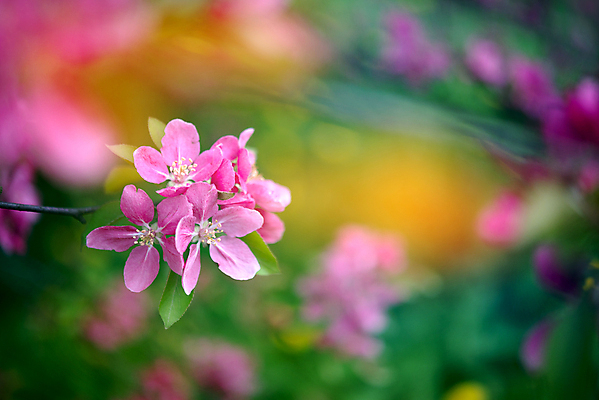 포토 JPG 해외이미지 나무 식물 계절 꽃잎 꽃 분홍색 백그라운드 잎 꽃무늬 자연 추상 미술 동양인 사람없음 야외 가로 초록색 여름 빛 컬러풀 햇빛 노란색 정원 일본 맑음 보라색 봄 벚꽃 신선 개화 체리 사과 소프트포커스 과수원 묘사 원예 보케 부드러움 내추럴 블러 해외202004 해외포토 아시아 컬러 무늬 농업 과일 날씨 문화예술 촬영기법 인종 취미 태양 감각 생태계 파일형식 이미지허브