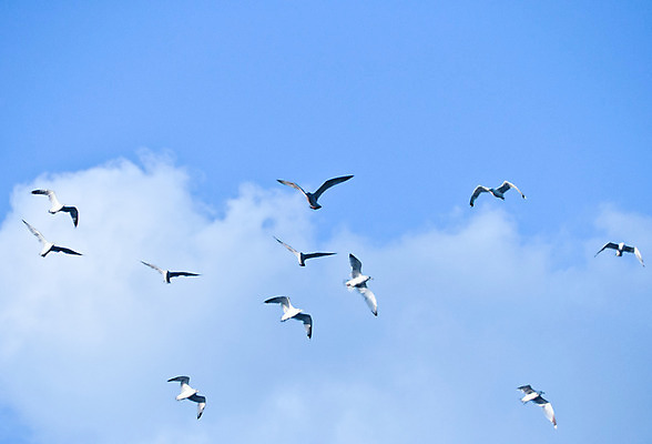 포토 JPG 해외이미지 실루엣 야생동물 여행 이동 신체 날개 모션 자연 조류 하늘 항해 사람없음 파란색 농장 황혼 일몰 흰색 중앙 깃털 모자이크 거위 철새 내추럴 떠남 워싱턴 많음 해외202004 해외포토 동물 컬러 컨셉 농업 배_교통 촬영기법 노을 미국 생태계 파일형식 이미지허브