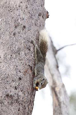 포토 JPG 해외이미지 동물 공원 아시아 얼굴 야생동물 포즈 포유류 자연 털 사람없음 야외 빨간색 어둠 껍질 설치류 숲 호기심 코 꼬리 다람쥐 귀 솜털 발톱 총구 해외202004 해외포토 공공시설 감정 나라 컬러 컨셉 발 신체부위 생태계 파일형식 이미지허브
