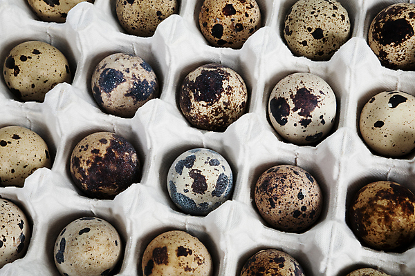 포토 JPG 해외이미지 잡화 산업 음식 백그라운드 비즈니스 포장 건강 사람없음 가로 상자 농장 갈색 계란 회색 껍질 흰색 그룹 아침식사 보호 작음 먹기 오브젝트 날것 패키지 짐싸기 판지 메추리 줄서기 포장소품 해외202004 해외포토 컬러 컨셉 농업 모션 알 식사 크기 포장재료 파일형식 이미지허브