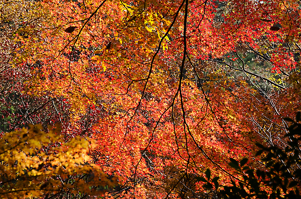 포토 JPG 해외이미지 나무 식물 계절 공원 아시아 줄기 여행 백그라운드 단풍 잎 자연 벽지 날씨 따뜻함 풍경 사람없음 야외 빨간색 빛 컬러풀 노란색 정원 일본 가을 나뭇가지 숲 질감 내추럴 해외202004 해외포토 공공시설 나라 컬러 생태계 파일형식 이미지허브