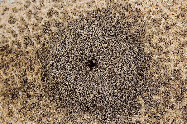 포토 JPG 해외이미지 주택 사람없음 건물 언덕 개미 해외202004 해외포토 건축물 곤충 파일형식 이미지허브