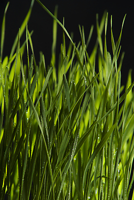 포토 JPG 해외이미지 식물 계절 스포츠 백그라운드 패턴 밭 자연 벽지 건강 잔디 사람없음 야외 초록색 여름 농장 환경 축구 봄 활발 성장 흰색 신선 땅 질감 내추럴 해외202004 해외포토 컬러 컨셉 무늬 농업 구기 생태계 파일형식 이미지허브