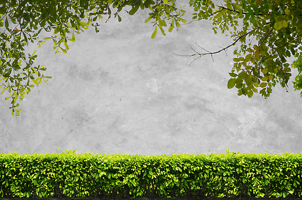 포토 JPG 해외이미지 나무 식물 공원 벽 백그라운드 잎 패턴 자연 표면 사람없음 건물 초록색 정원 바위 질감 시멘트 직사각형 콘크리트 해외202004 해외포토 도형 건축물 공공시설 컬러 무늬 돌_바위 생태계 파일형식 이미지허브