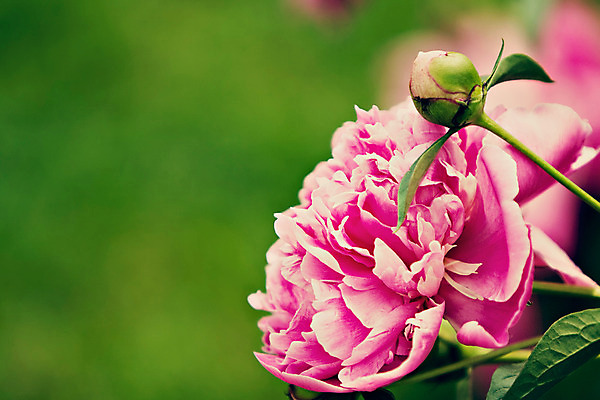 포토 JPG 해외이미지 식물 계절 꽃잎 꽃 분홍색 백그라운드 꽃무늬 자연 추상 사람없음 여름 정원 봄 벚꽃 개화 작약 해외202004 해외포토 컬러 무늬 생태계 파일형식 이미지허브