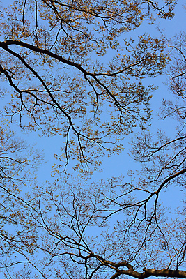 포토 JPG 해외이미지 나무 식물 한마리 디자인 계절 실루엣 백그라운드 겨울 패턴 자연 하늘 추상 건조 미술 풍경 사람없음 야외 세로 한개 환경 사진촬영 가을 흰색 나뭇가지 죽음 숲 큼 무서움 부족 고립 삼림지대 옛날 해외202004 해외포토 1 감정 컬러 컨셉 무늬 문화예술 촬영기법 촬영 크기 생태계 파일형식 이미지허브