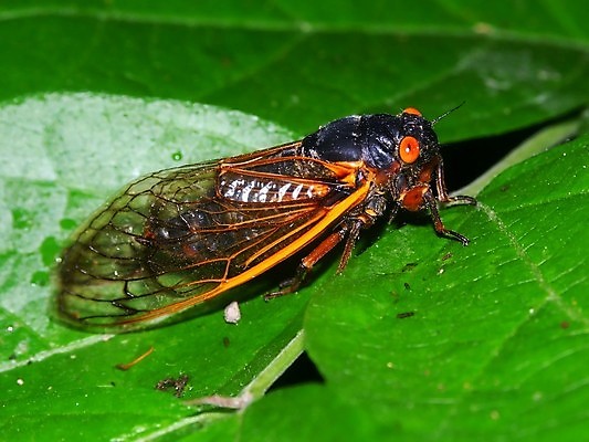 포토 JPG 해외이미지 공원 야생동물 과학 곤충 자연 사람없음 환경 벌레 자르기 연도 생태계 생물학 순환 유모차 메뚜기 기간 동물상 생태학 해외202004 해외포토 동물 공공시설 교육 모션 조형물 아기용품 파일형식 이미지허브