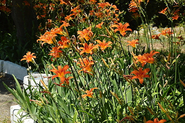 포토 JPG 해외이미지 식물 계절 꽃잎 꽃 아시아 백그라운드 농업 오렌지 자연 풍경 사람없음 야외 초록색 노란색 정원 맑음 봄 나뭇가지 개화 백합 화단 내추럴 해외202004 해외포토 나무 나라 산업 컬러 과일 날씨 생태계 파일형식 이미지허브