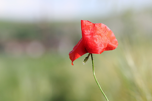 포토 JPG 해외이미지 식물 계절 꽃잎 꽃 꽃무늬 밭 자연 벽지 풍경 사람없음 야외 빨간색 초록색 여름 컬러풀 농경지 머리 환경 정원 침묵 봄 활발 들꽃 벚꽃 시골 개화 순수 묘사 싱글 양귀비 내추럴 강렬 취급주의 해외202004 해외포토 컬러 컨셉 무늬 농업 경고 신체부위 농장 소리 생태계 파일형식 이미지허브