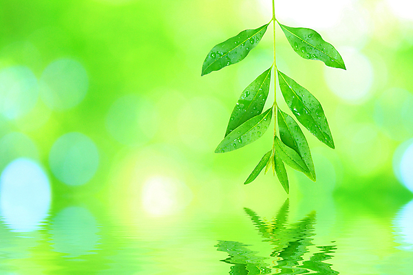 포토 JPG 해외이미지 나무 식물 백그라운드 단풍 잎 자연 아침 추상 사람없음 야외 초록색 물 빛 강 햇빛 반사 환경 정원 맑음 화목 봄 젖음 성장 흰색 물방울 신선 닫기 떨어짐 숲 빗방울 순수 유기농 아이비 내추럴 떠남 생태학 해외202004 해외포토 주간 자연요소 웰빙 계절 교육 컬러 컨셉 무늬 모션 날씨 태양 비_날씨 생태계 파일형식 이미지허브