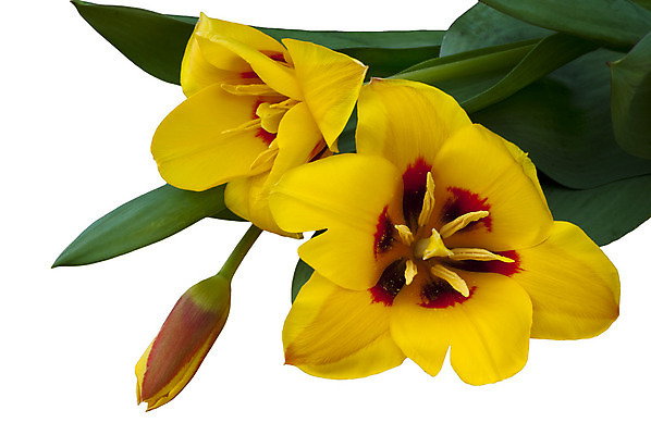 포토 JPG 해외이미지 기념일 꽃 백그라운드 꽃무늬 전구 자연 휴가 부활절 발렌타인데이 사람없음 초록색 컬러풀 노란색 정원 봄 튤립 신용카드 티켓 해외202004 해외포토 식물 계절 컬러 무늬 데이이벤트 이벤트 금융 생태계 파일형식 이미지허브