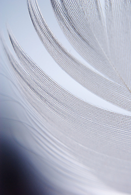 포토 JPG 해외이미지 1 백그라운드 곡선 조류 사람없음 파란색 빛 평화 검은색 손상 흰색 투명 소프트포커스 깃털 묘사 부드러움 찢어짐 천국 솜털 다리찢기 블러 해외202004 해외포토 동물 선 컬러 컨셉 모션 촬영기법 감각 파일형식 이미지허브