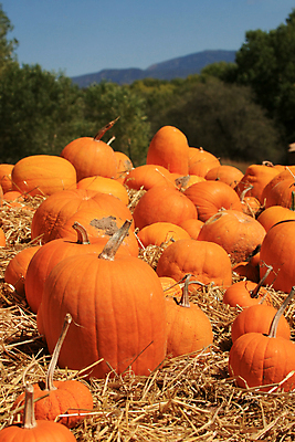 포토 JPG 해외이미지 계절 음식 채소 오렌지 자연 호박 휴가 건강 사람없음 농장 정원 할로윈 수확 가을 맛 11월 박 수납 추수감사절 스쿼시 10월 해외202004 해외포토 기독교 스포츠 컨셉 농업 과일 구기 날짜 생태계 파일형식 이미지허브