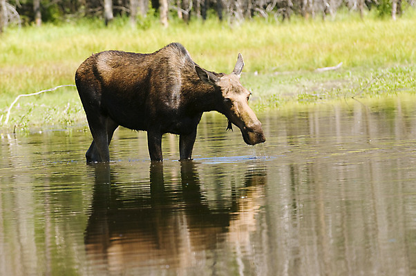 포토 JPG 해외이미지 식물 초식동물 사람없음 물 반사 연못 소 수유 와이오밍 해외202004 해외포토 자연요소 동물 포유류 파일형식 이미지허브