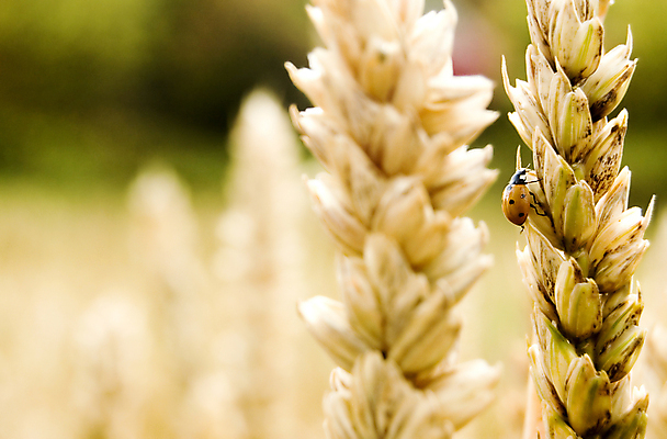 포토 JPG 해외이미지 식물 동물 빵 줄기 곤충 백그라운드 잎 밭 농업 자연 건조 건강 옥수수 씨앗 사람없음 야외 농작물 농장 노란색 환경 식사 수확 성장 황금 벌레 농부 낟알 땅 시리얼 밀 굽기 보리 무당벌레 밀짚 제비 내추럴 밭일 귀리 해외202004 해외포토 직업 산업 음식 컬러 조류 곡류 짚 구이 생태계 파일형식 이미지허브
