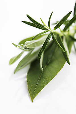 포토 JPG 해외이미지 식물 계절 음식 꽃다발 잎 다이어트 재료 자연 딸기 건강 요리 사람없음 초록색 봄 흰색 신선 양념 닫기 맛 약초 혼합 다발 약국 민트 허브 향신료 유기농 향 로즈메리 내추럴 고립 백리향 해외202004 해외포토 웰빙 꽃 컬러 컨셉 과일 의학 모션 풀_식물 생태계 향미료 파일형식 이미지허브