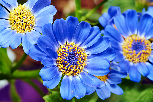 포토 JPG 해외이미지 식물 꽃잎 꽃 자연 사람없음 장식 초록색 파란색 노란색 정원 봄 묘사 폴란드 영원 해외202004 해외포토 계절 유럽 컬러 생태계 파일형식 이미지허브