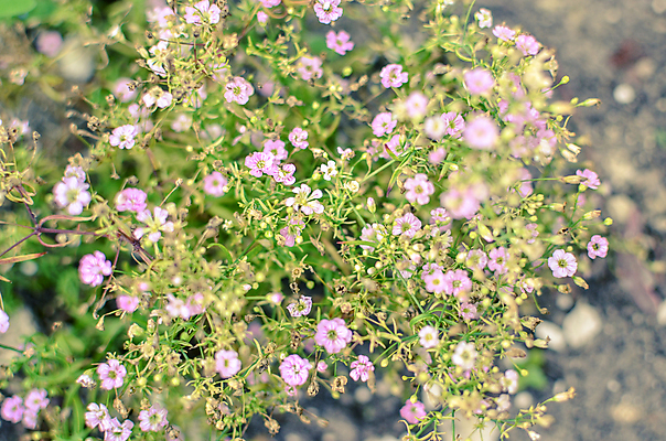 포토 JPG 해외이미지 나무 식물 계절 꽃잎 꽃 분홍색 꽃다발 백그라운드 잎 꽃무늬 밭 자연 사람없음 야외 초록색 여름 정원 맑음 보라색 봄 성장 벚꽃 흰색 신선 개화 작음 향기 내추럴 많음 해외202004 해외포토 컬러 컨셉 무늬 농업 날씨 크기 생태계 냄새 파일형식 이미지허브