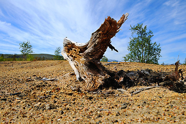 포토 JPG 해외이미지 나무 식물 구름 모래 자연 하늘 산 건조 풍경 사람없음 목재 환경 죽음 숲 언덕 부식 뿌리 생태학 옛날 해외202004 해외포토 자연요소 교육 재료 생태계 파일형식 이미지허브