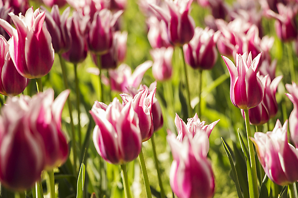 포토 JPG 해외이미지 식물 계절 꽃잎 꽃 줄기 분홍색 꽃다발 백그라운드 잎 꽃무늬 밭 자연 발렌타인데이 사랑 사람없음 야외 빨간색 초록색 컬러풀 새싹 정원 보라색 봄 활발 튤립 벚꽃 흰색 신선 우아함 닫기 다발 제비꽃 묘사 향기 내추럴 강렬 해외202004 해외포토 감정 컬러 컨셉 무늬 농업 모션 데이이벤트 생태계 냄새 파일형식 이미지허브