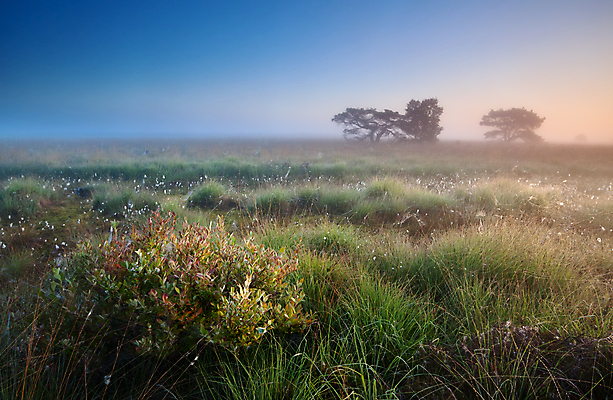 포토 JPG 해외이미지 나무 계절 실루엣 오렌지 자연 하늘 아침 따뜻함 풍경 사람없음 야외 초록색 여름 파란색 빛 노란색 일출 침묵 안개 소나무 습지 관목 속도 네덜란드 변소 평야 해외202004 해외포토 주간 식물 유럽 컬러 과일 날씨 촬영기법 노을 소리 생태계 파일형식 이미지허브