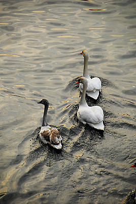 포토 JPG 해외이미지 겨울 조류 사람없음 초록색 물 강 모임 백조 폴란드 크라쿠프 많음 해외202004 해외포토 자연요소 동물 계절 유럽 컬러 컨셉 파일형식 이미지허브