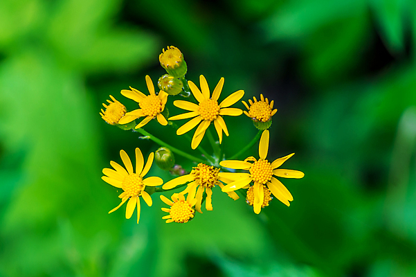 포토 JPG 해외이미지 식물 꽃잎 꽃 줄기 잎 밭 자연 사람없음 야외 초록색 노란색 환경 침묵 봄 벚꽃 신선 소프트포커스 허브 해외202004 해외포토 계절 컬러 농업 촬영기법 소리 생태계 파일형식 이미지허브