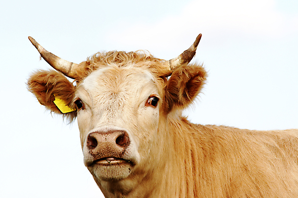 포토 JPG 해외이미지 뿔 사람없음 농장 머리 가축 소고기 표현 소 유머 묘사 코 총구 반추동물 해외202004 해외포토 동물 감정 농업 포유류 육류 신체부위 파일형식 이미지허브