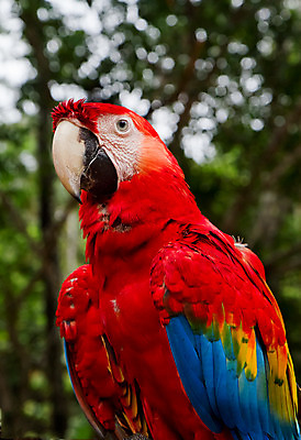포토 JPG 해외이미지 동물 날개 자연 조류 사람없음 빨간색 남아메리카 중앙아메리카 열대우림 깃털 부리 앵무새 동물상 아마존 페루 해외202004 해외포토 컬러 아메리카 조형물 숲 생태계 파일형식 이미지허브